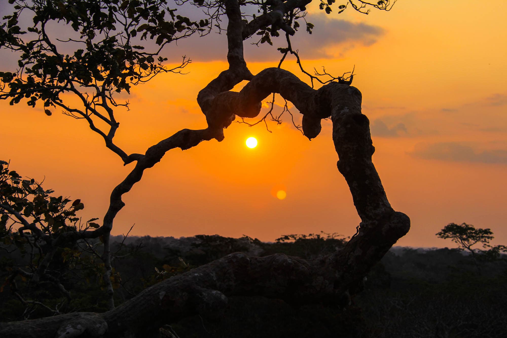 Peruvian Amazon Rainforest
