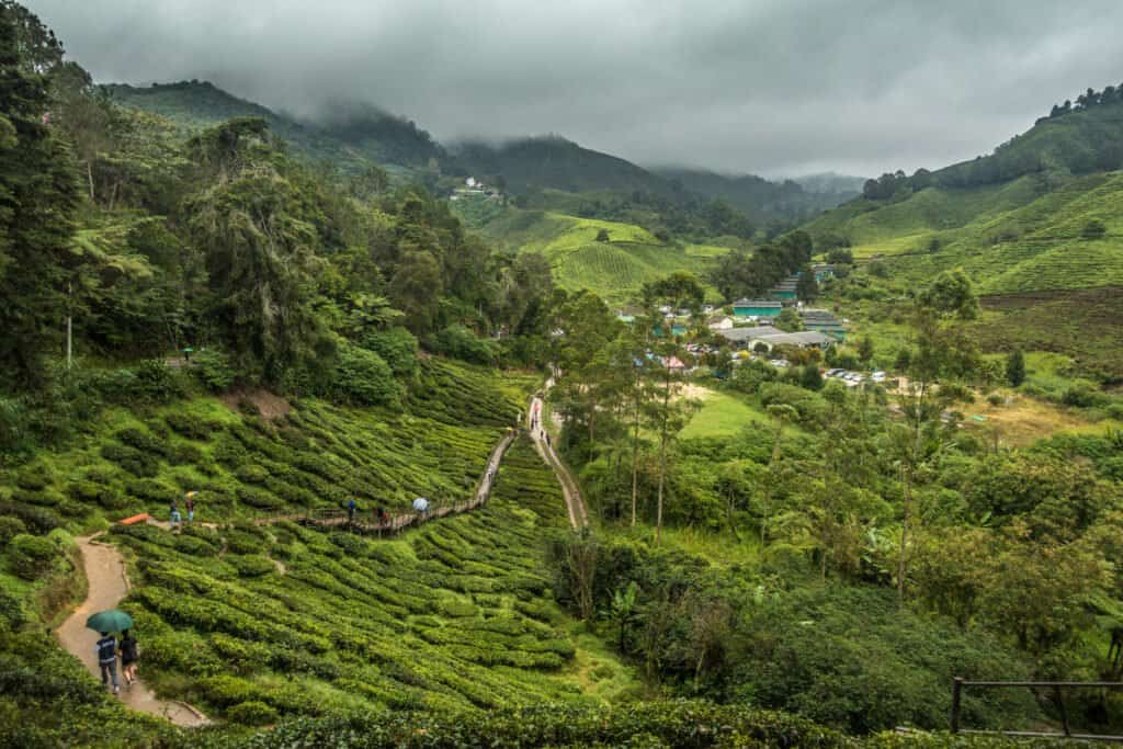 Cameron Highlands Trail No. 10
