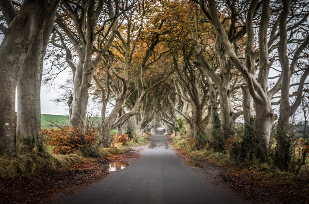 The Dark Hedges