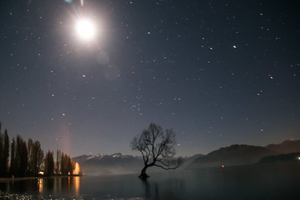 That Wanaka Tree