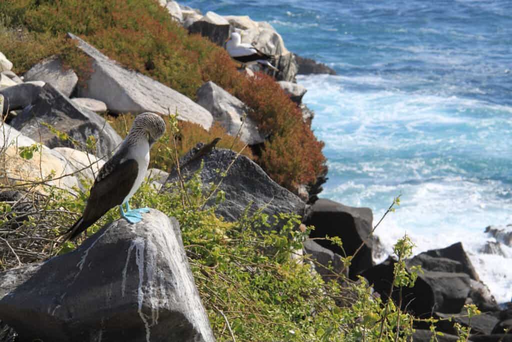 North Seymour Island