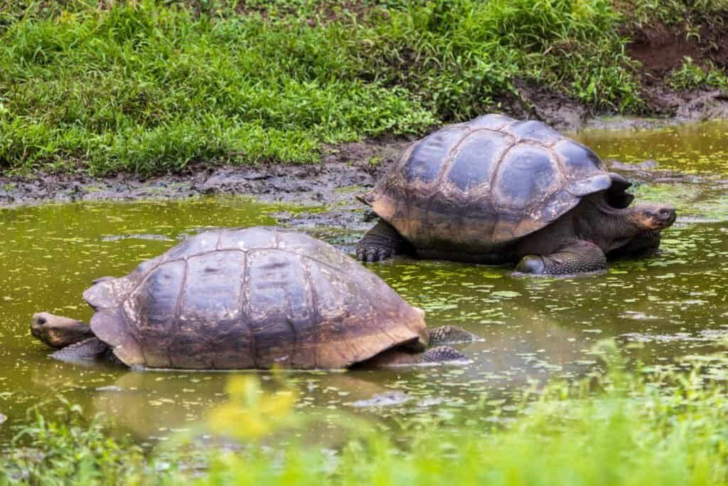 El Chato Ranch – Giant Tortoise Reserve