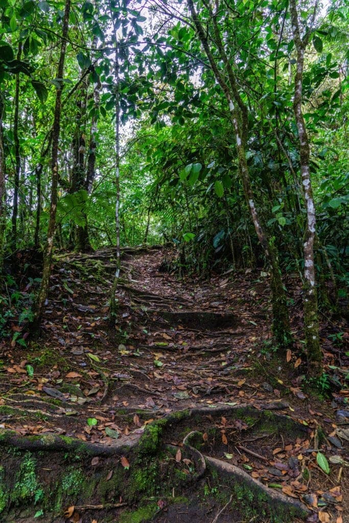 Bellavista Cloud Forest Reserve