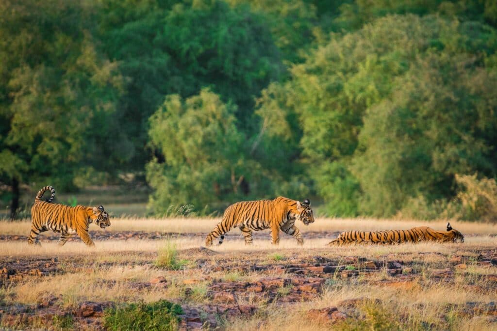Ranthambore National Park