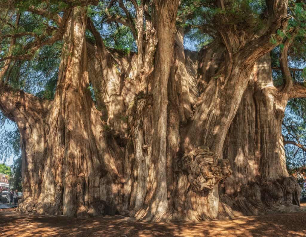 Tree of Tule