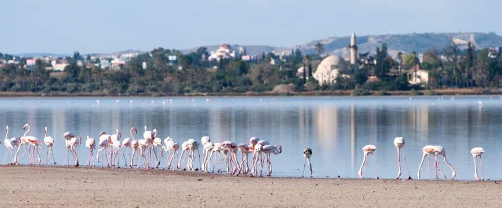 Larnaca