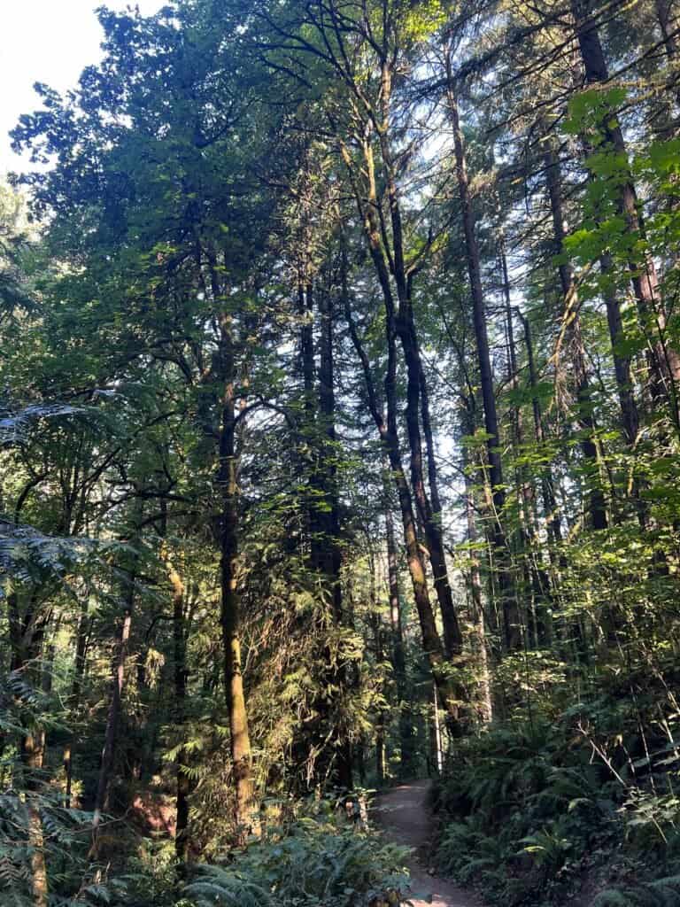 Wildwood Trail