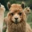LlamaLover