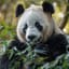 PandaPassport