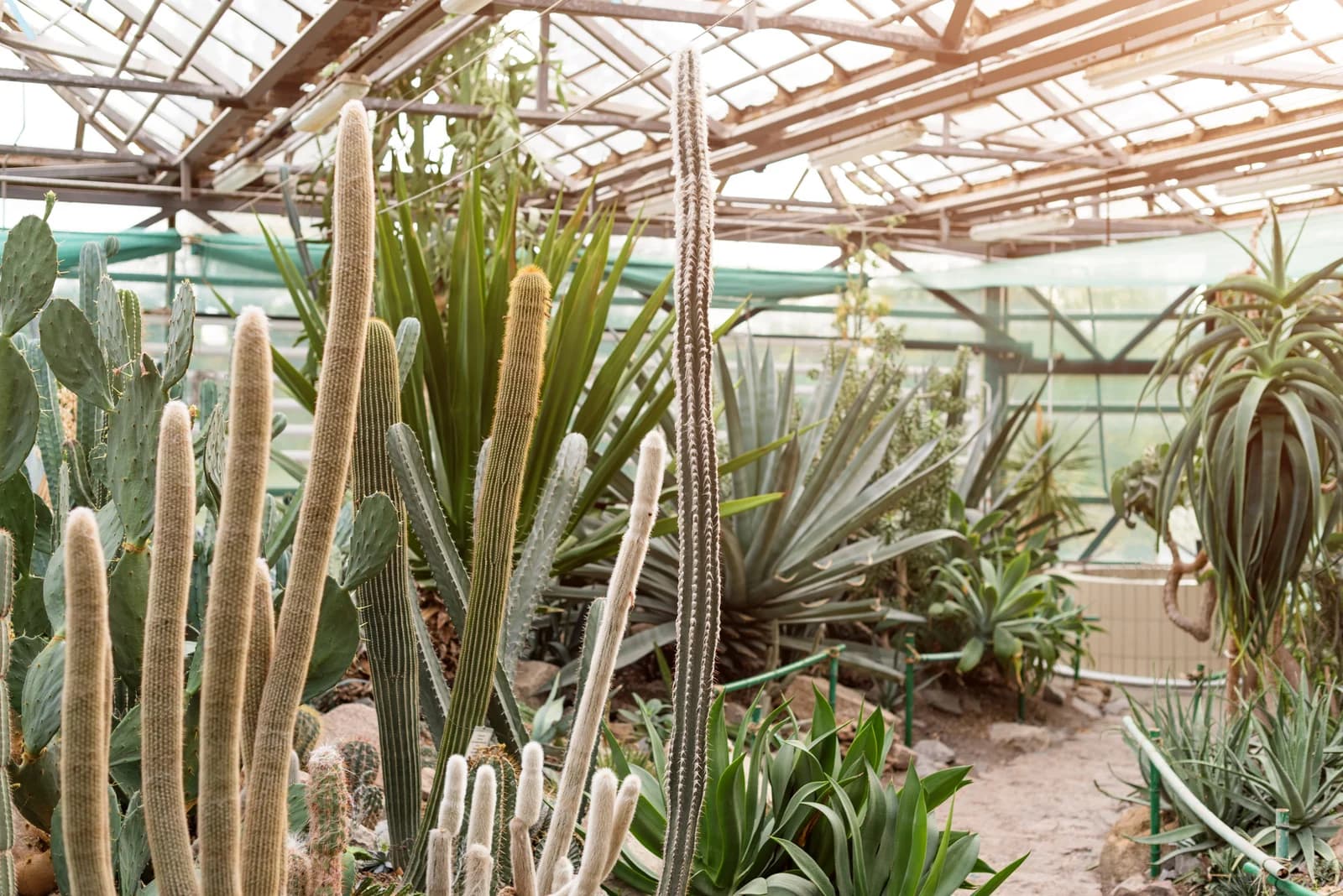 Need Educational Attractions in San Antonio? San Antonio Botanical Garden Brings Nature to Life in 2026