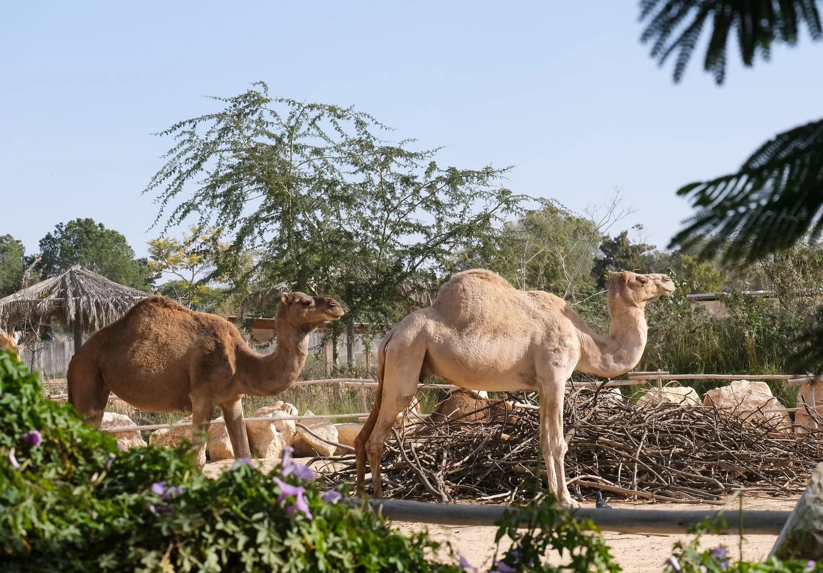 Explore Al Ain Zoo With Kids: What Families Can See and Do