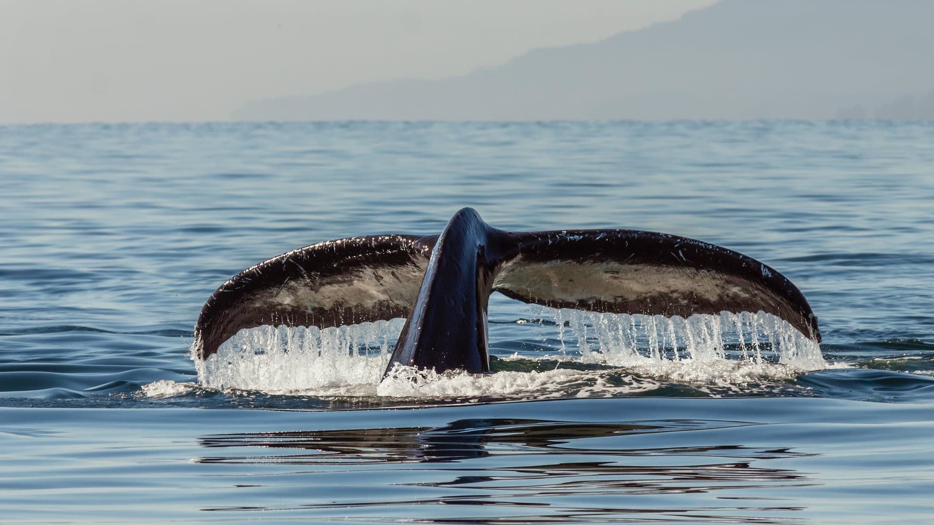 Whale Watching In Samaná Bay