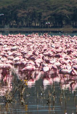 Ultimate Kenya Travel Guide 2023