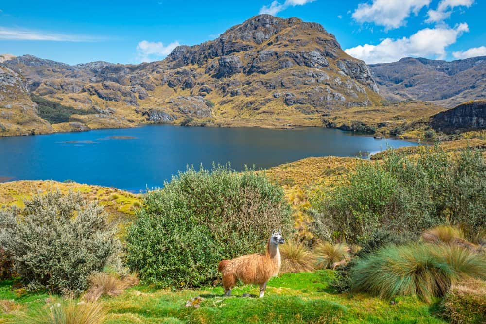 El Cajas National Park
