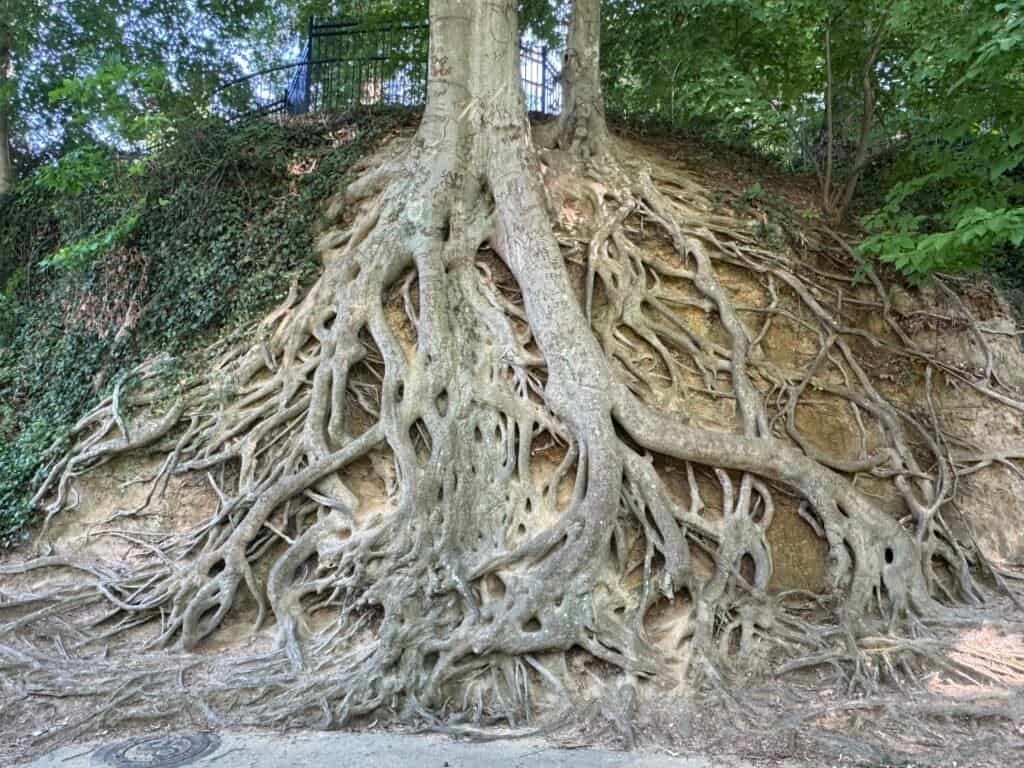 Medusa Tree