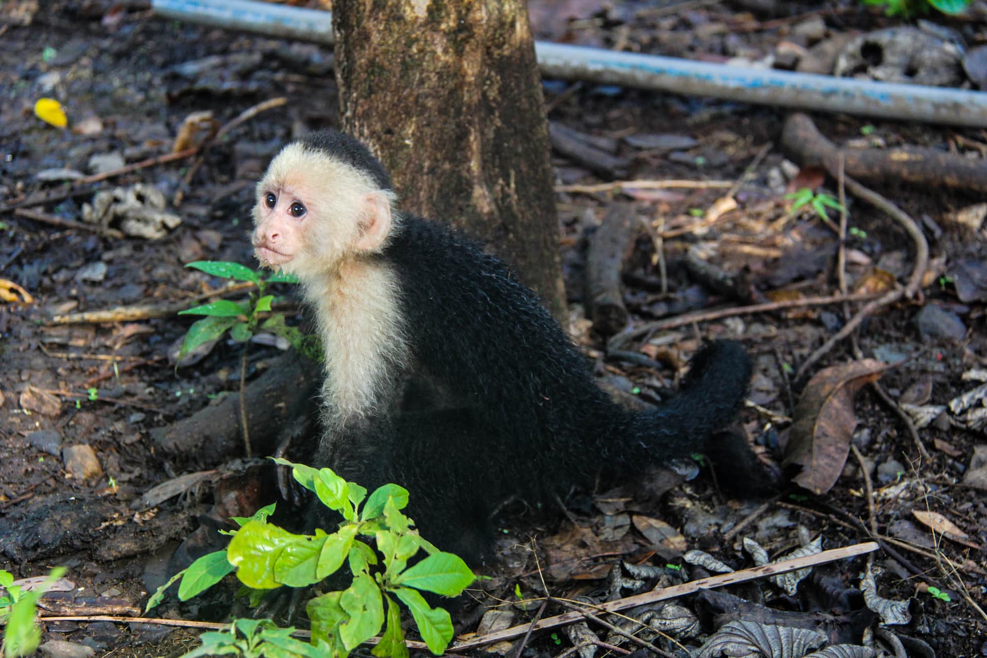 Costa Rica