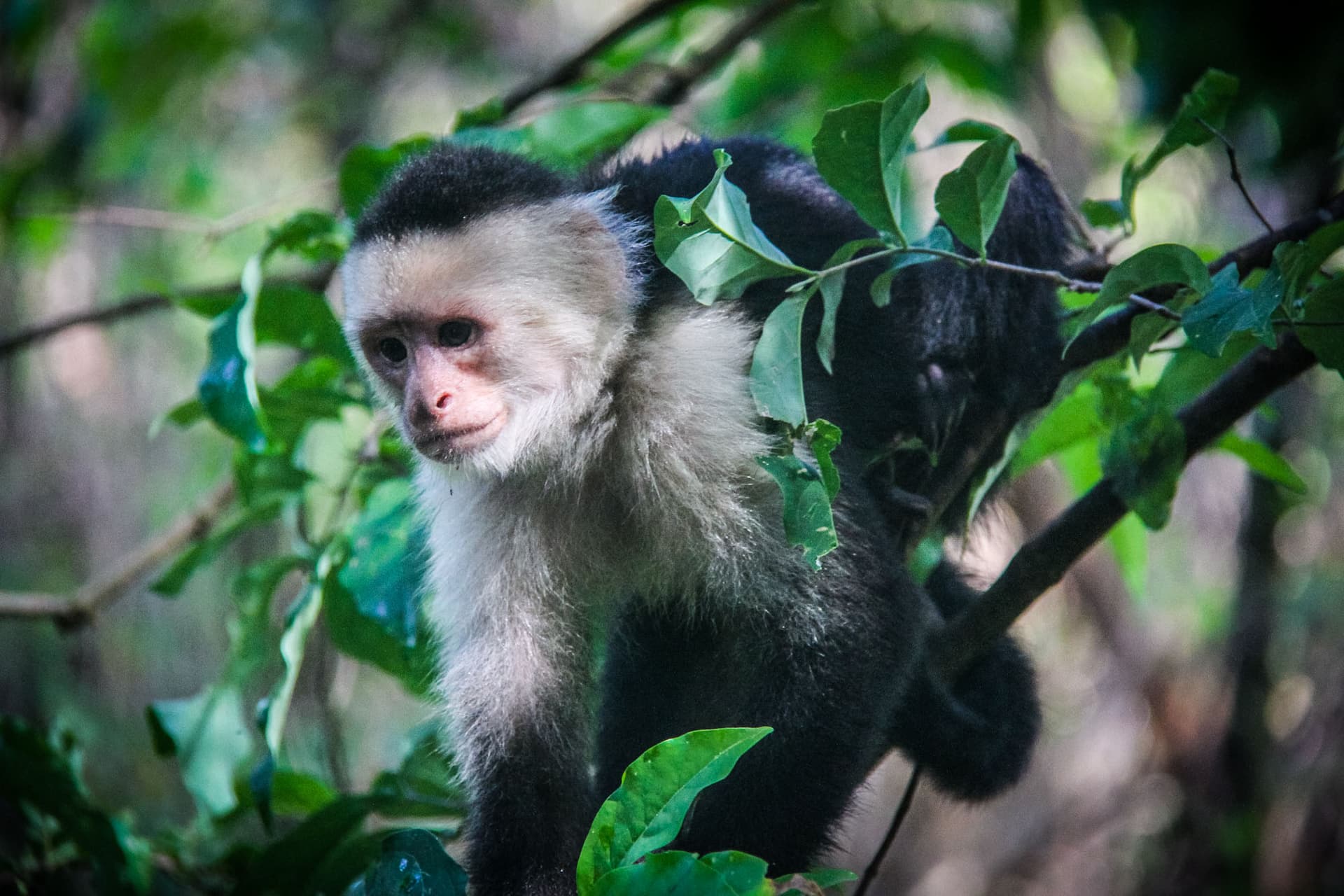 Costa Rica