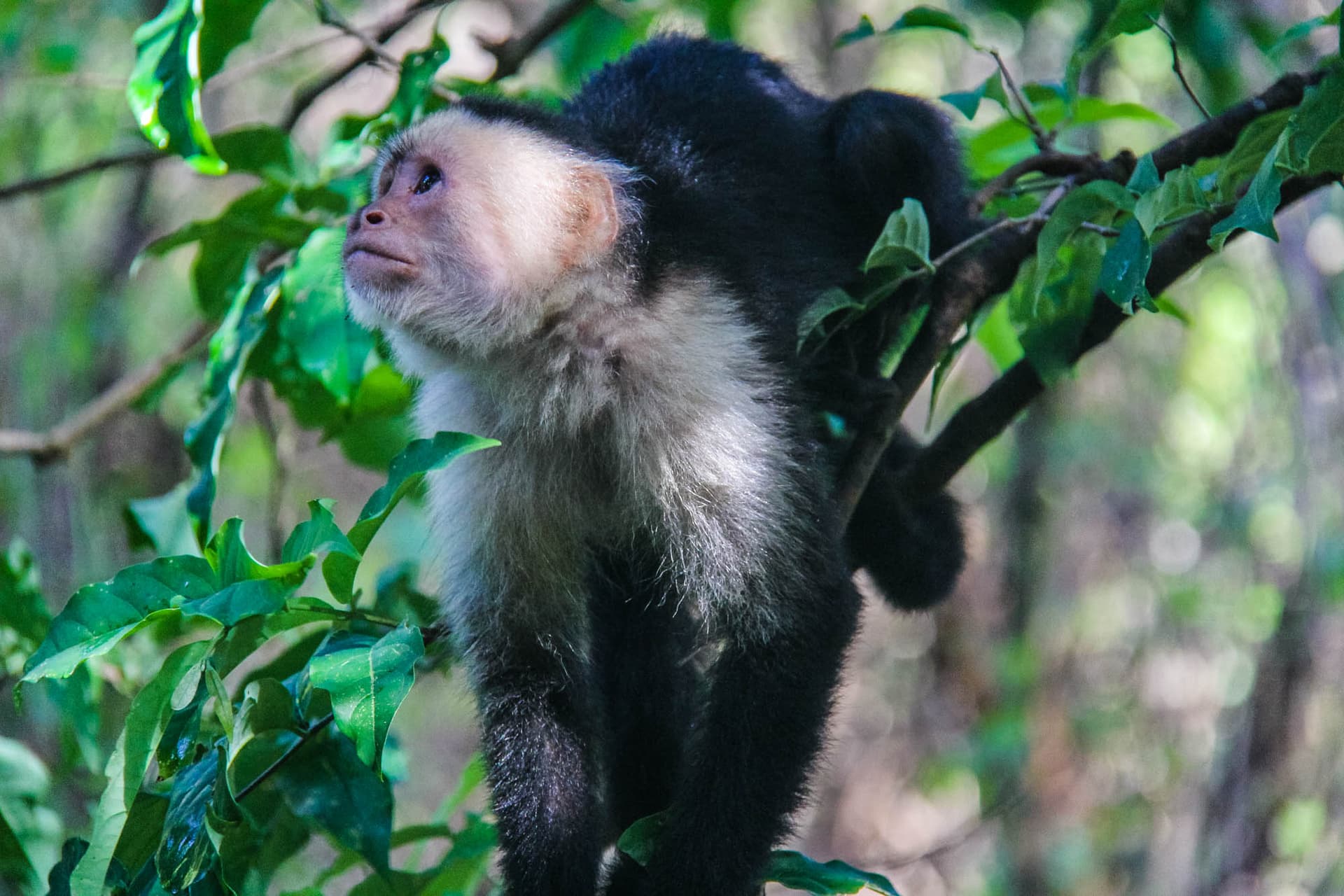 Costa Rica