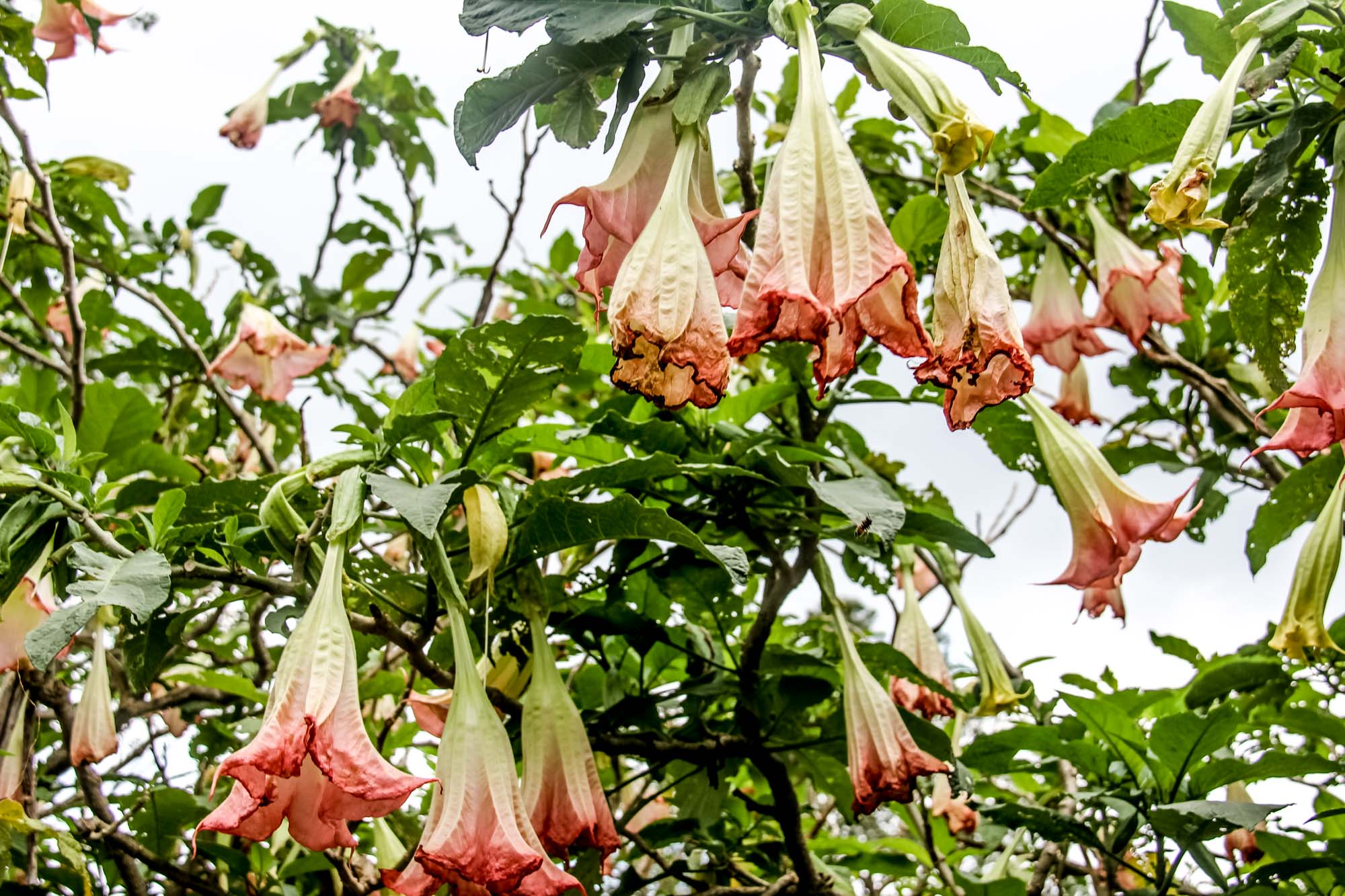 Costa Rica