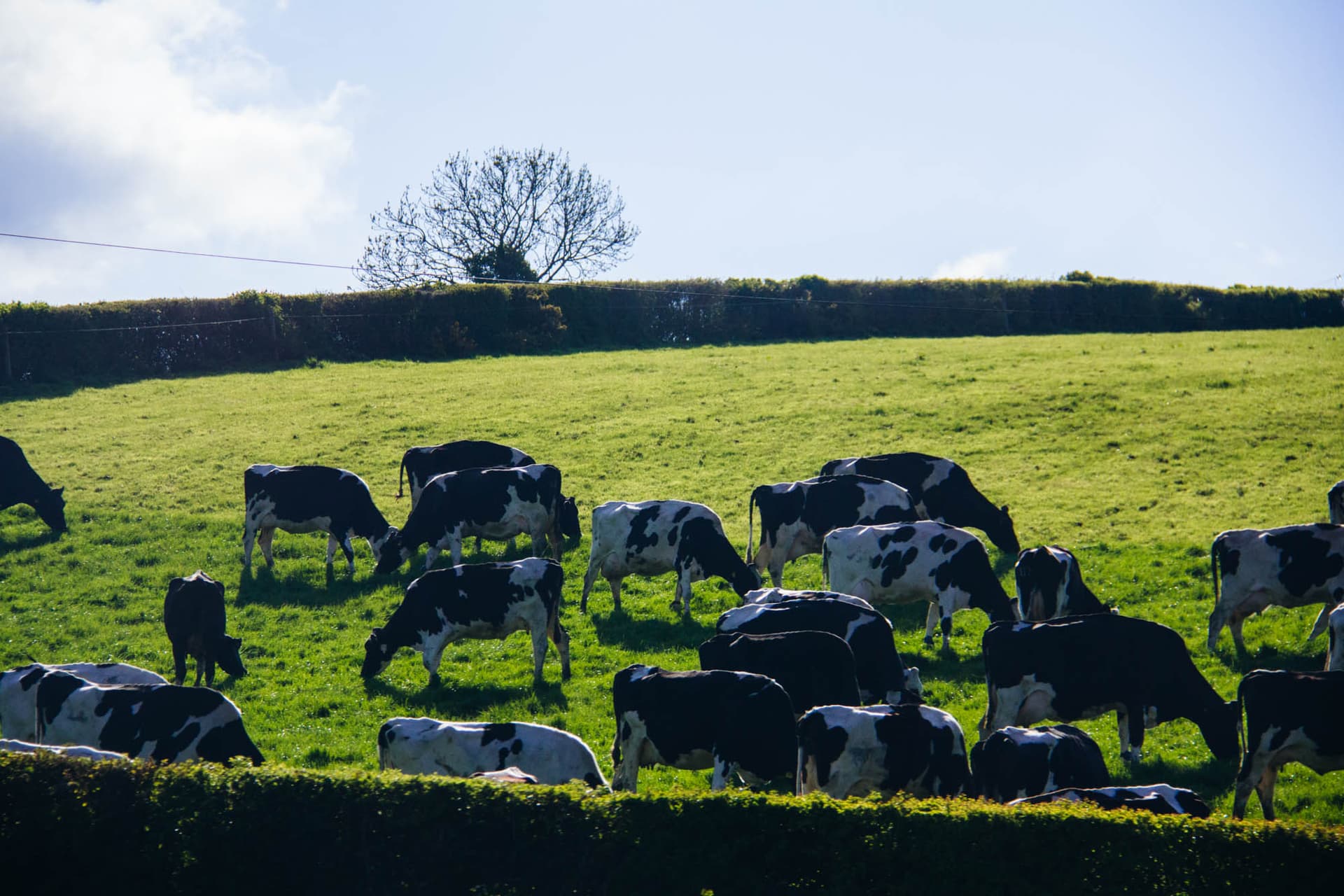 Northern Ireland