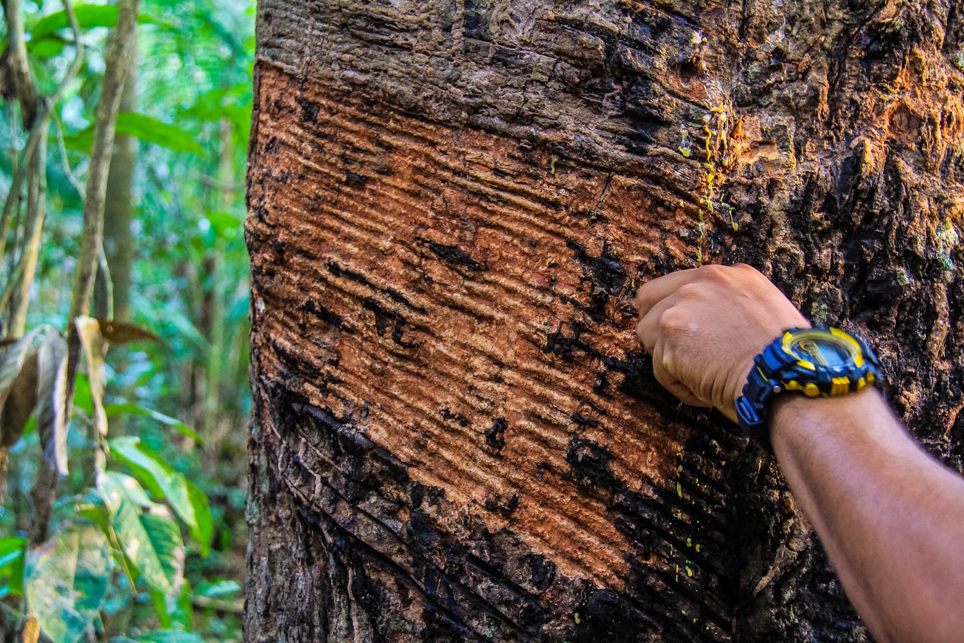 The Peruvian Amazon