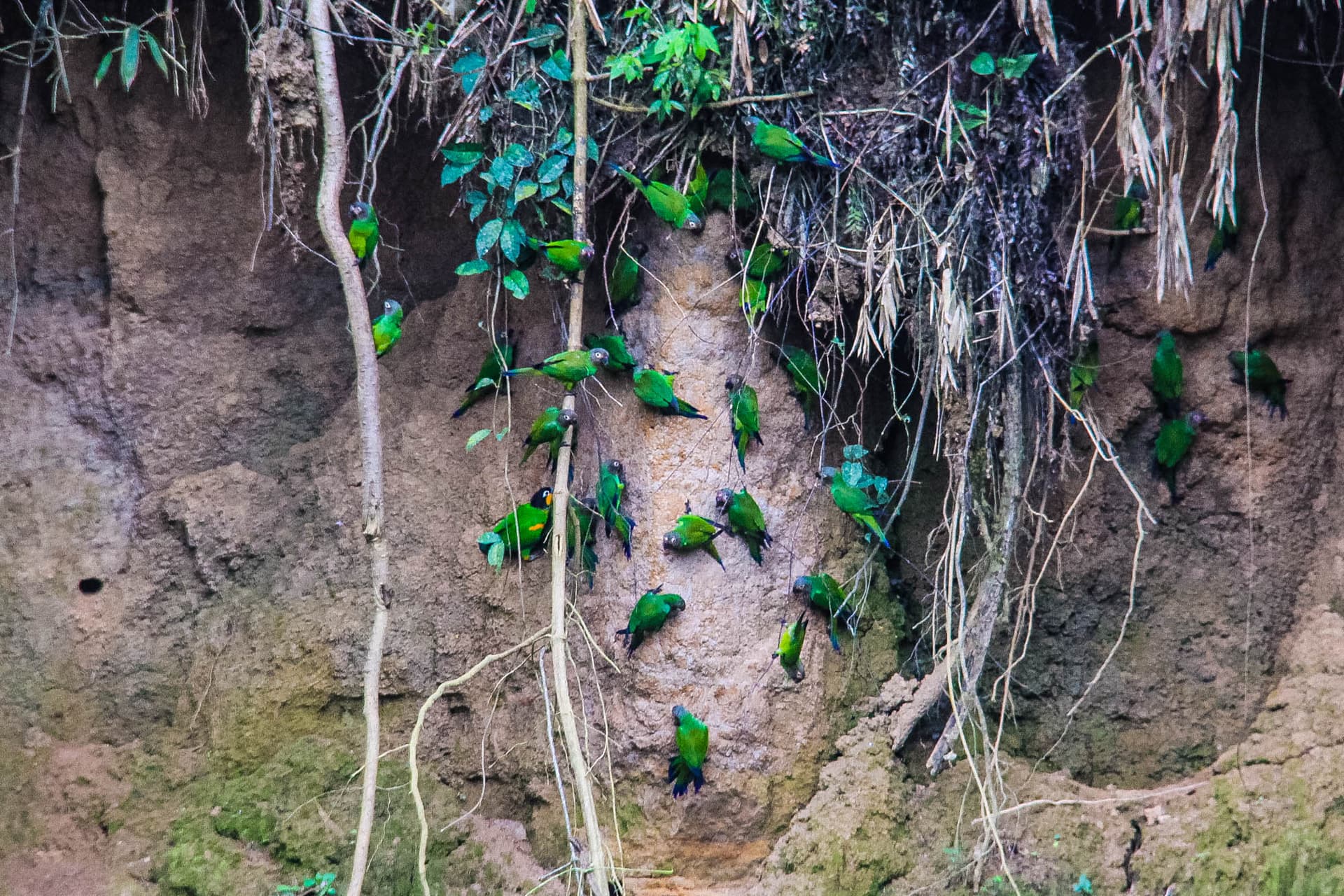 The Peruvian Amazon