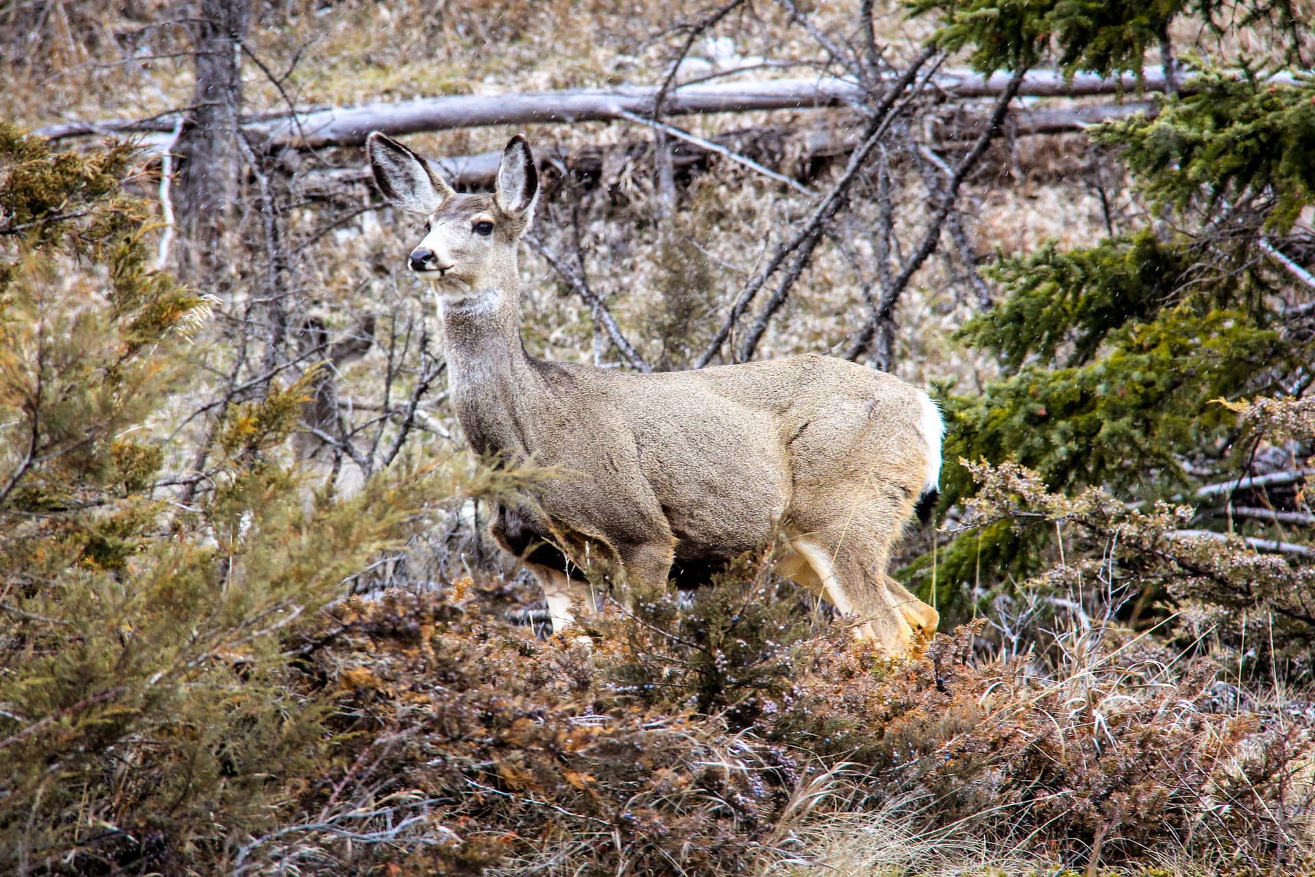 Banff, Canada