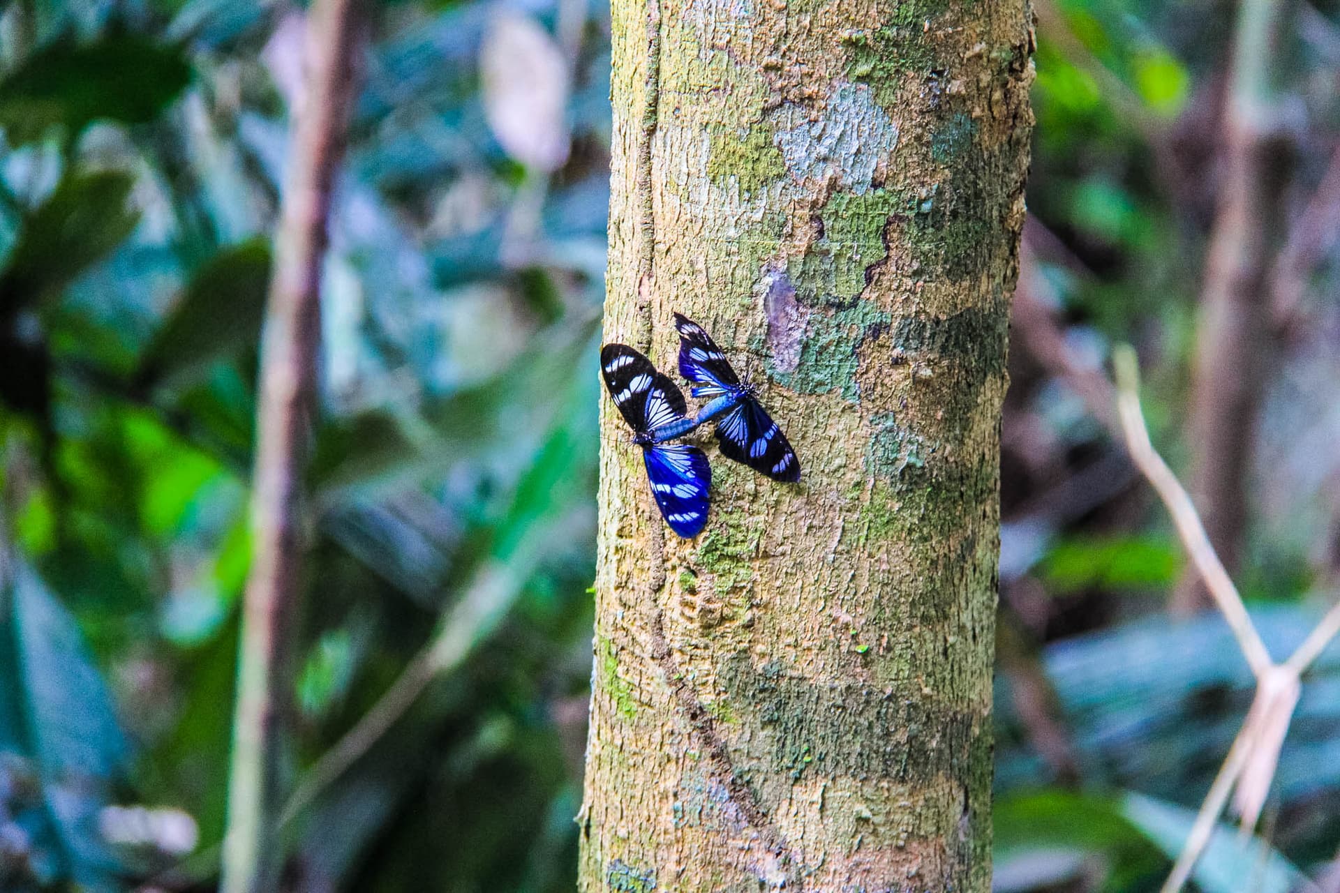 The Peruvian Amazon