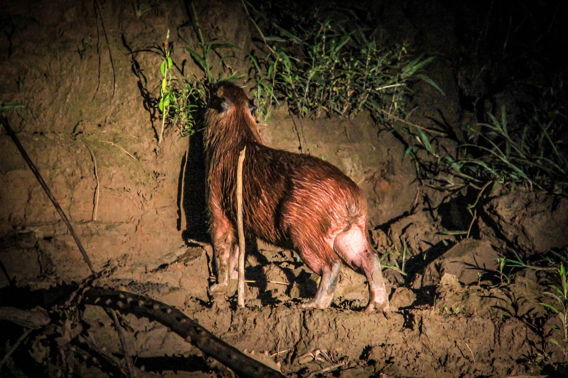 The Peruvian Amazon