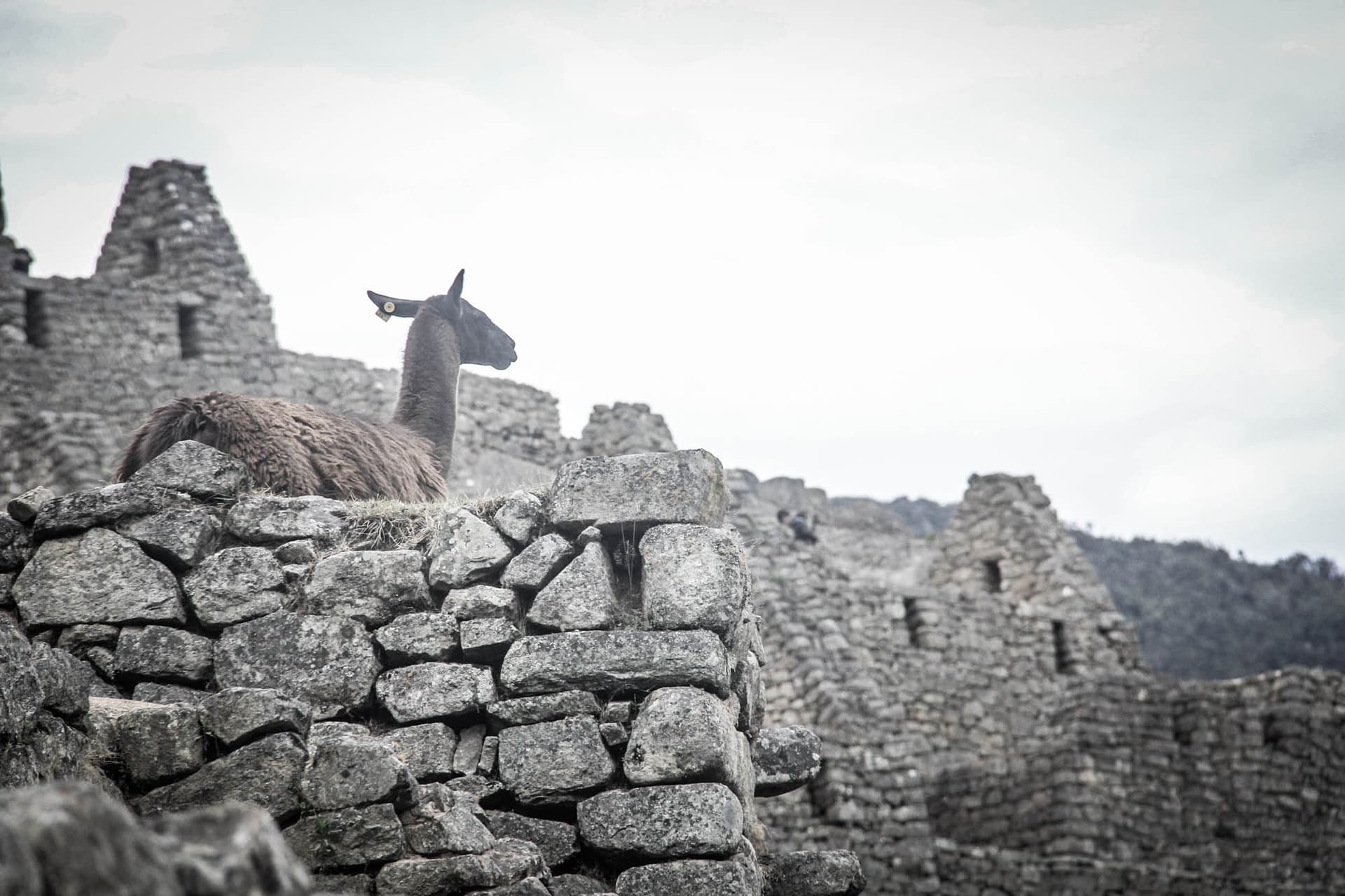 Incan Trail & Machu Picchu