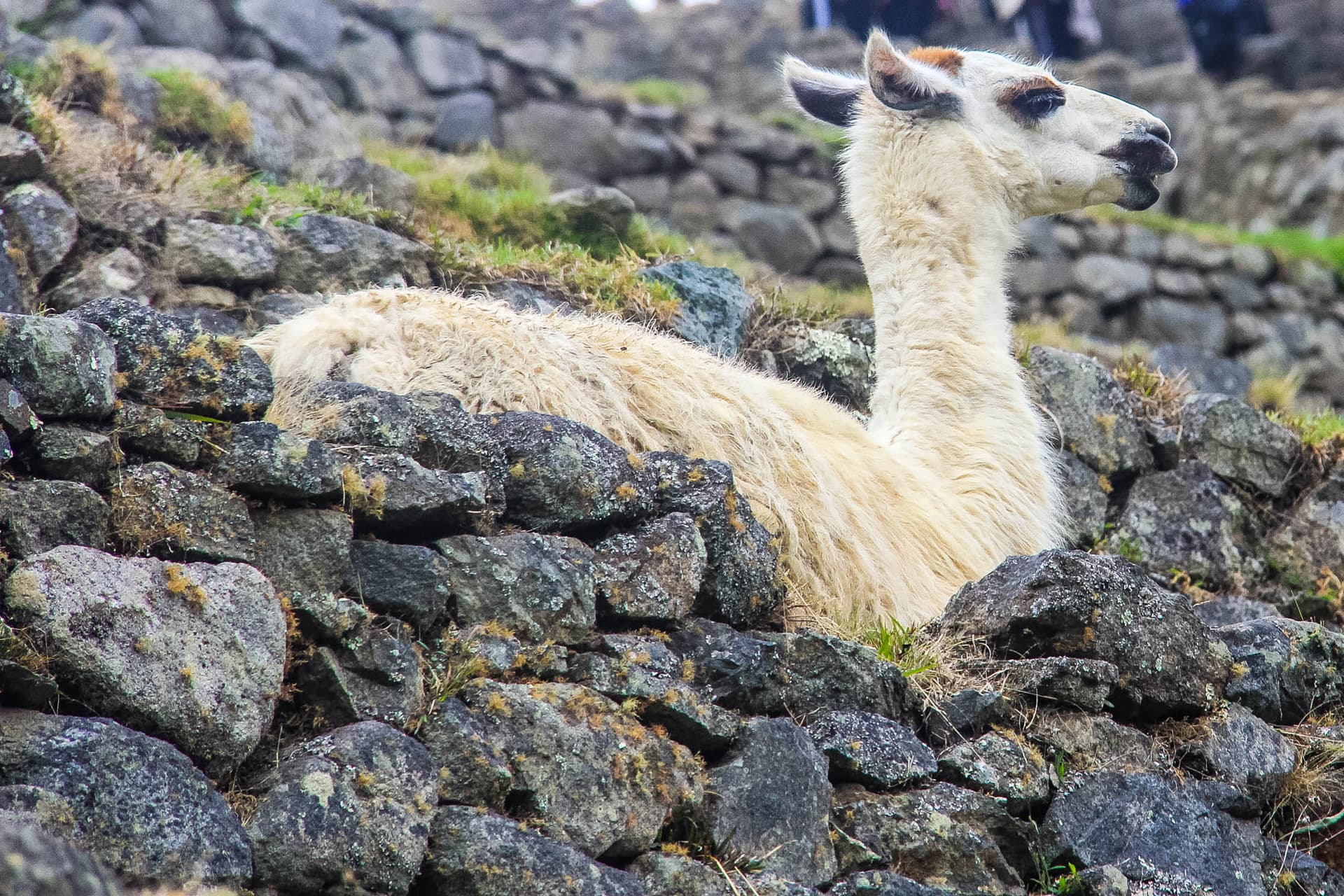 Incan Trail & Machu Picchu