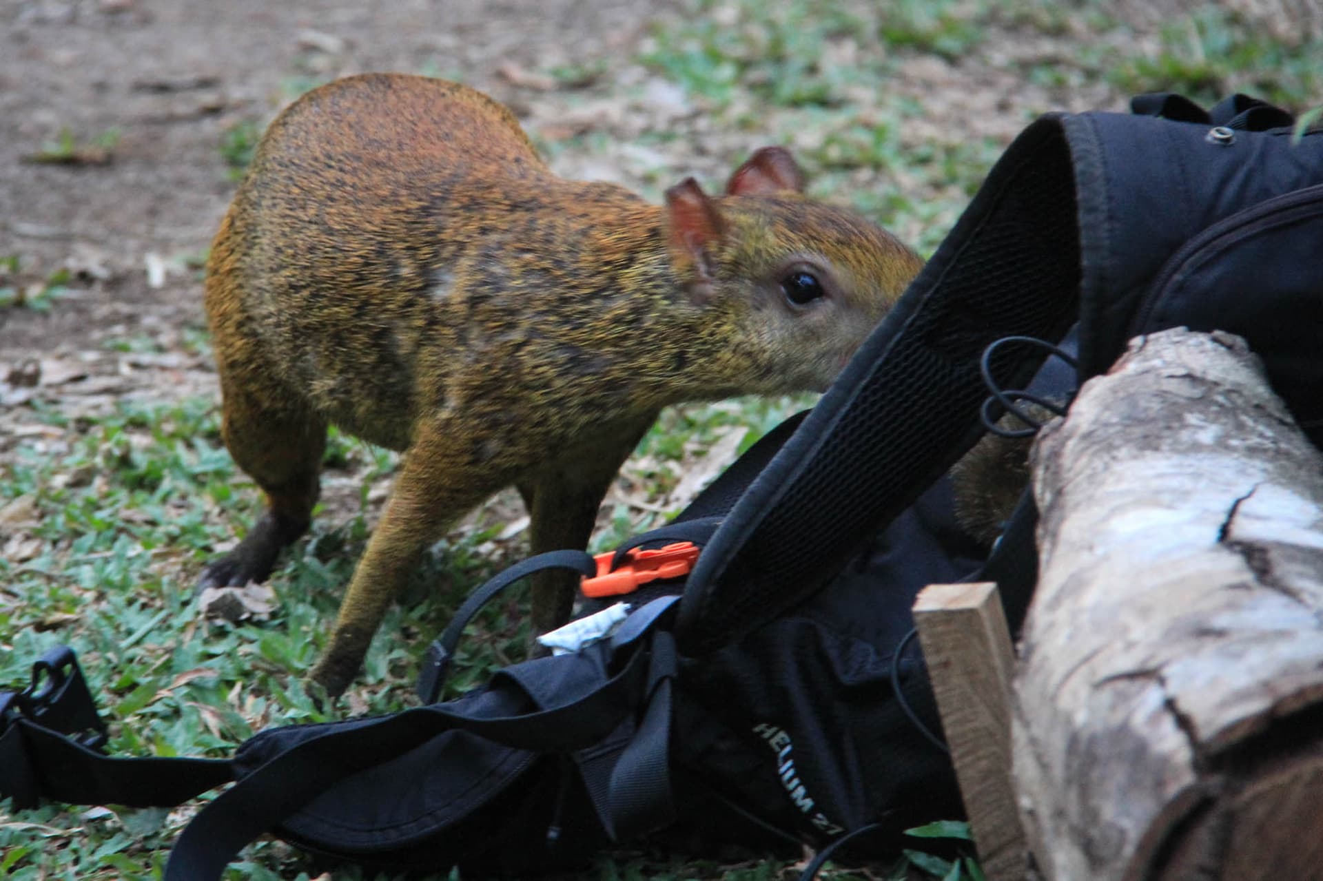 The Peruvian Amazon