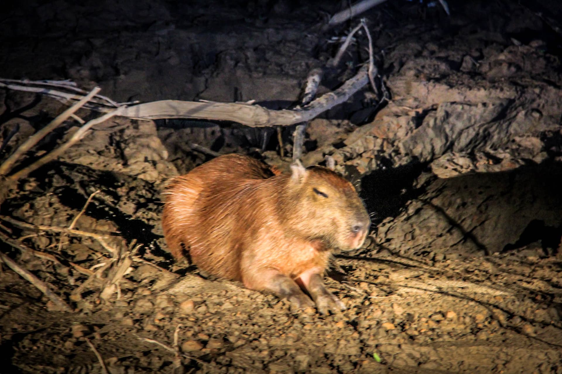 The Peruvian Amazon