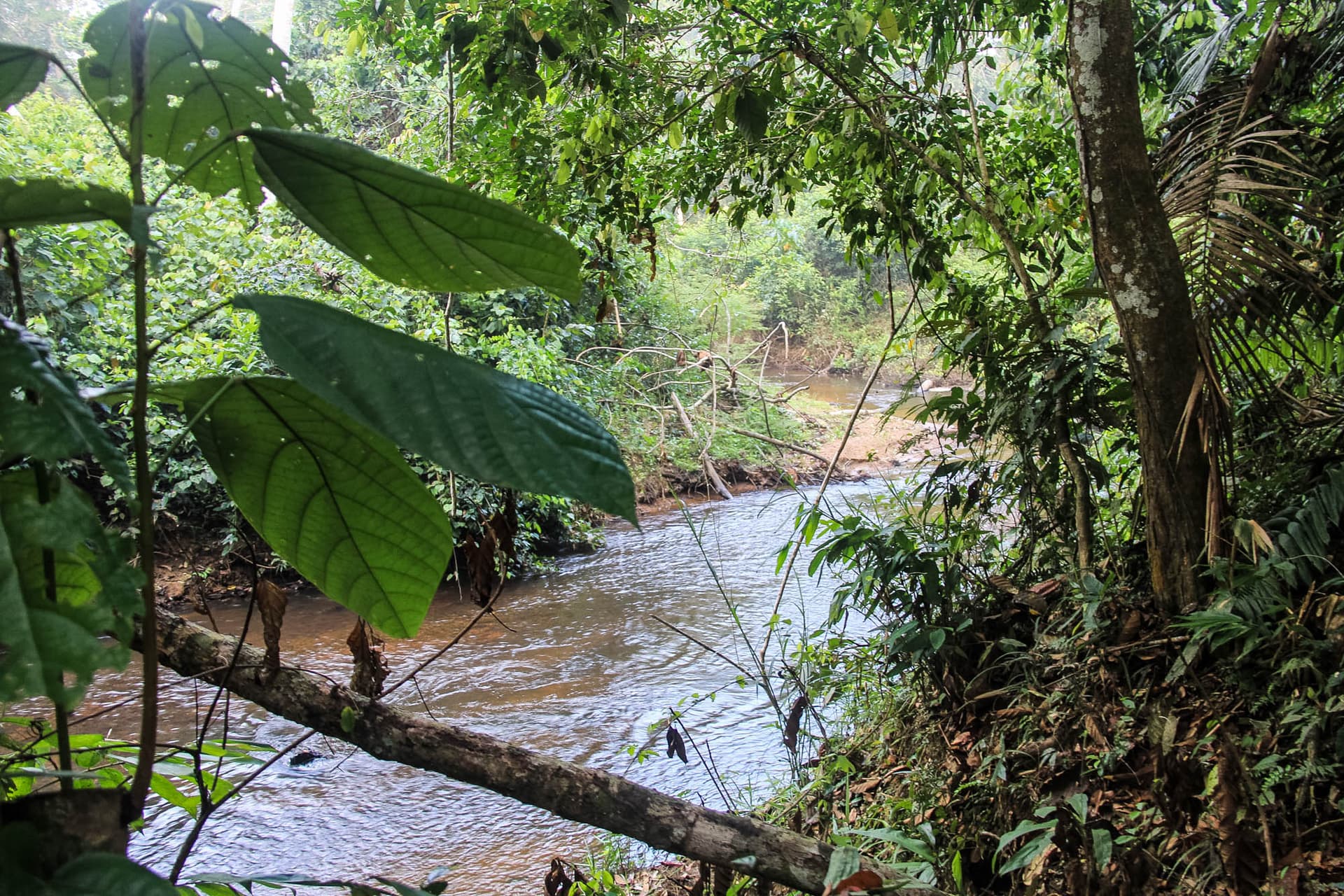 The Peruvian Amazon