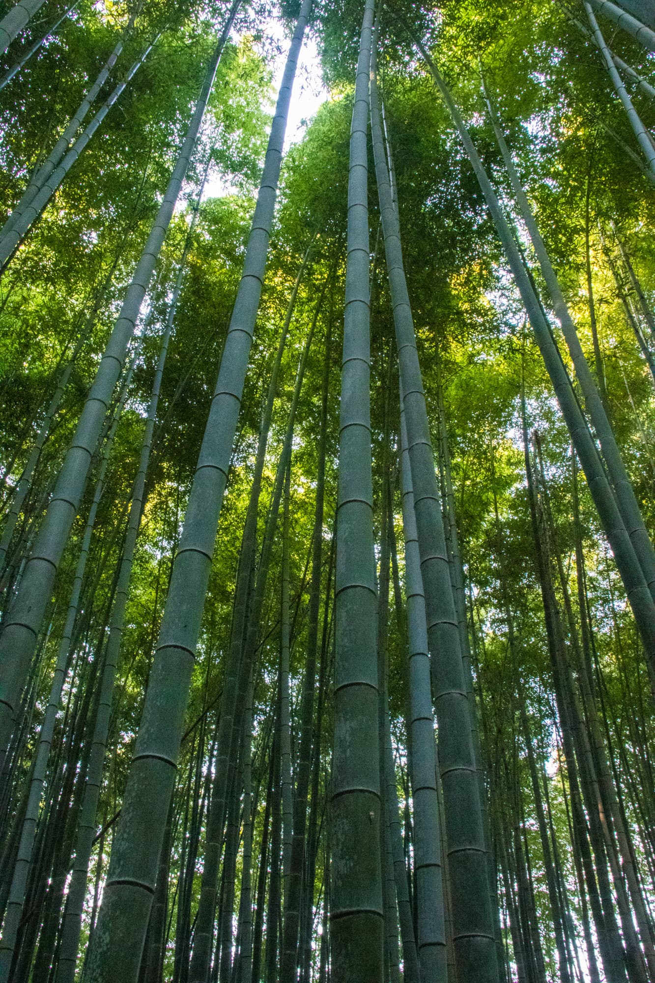 Kyoto, Japan