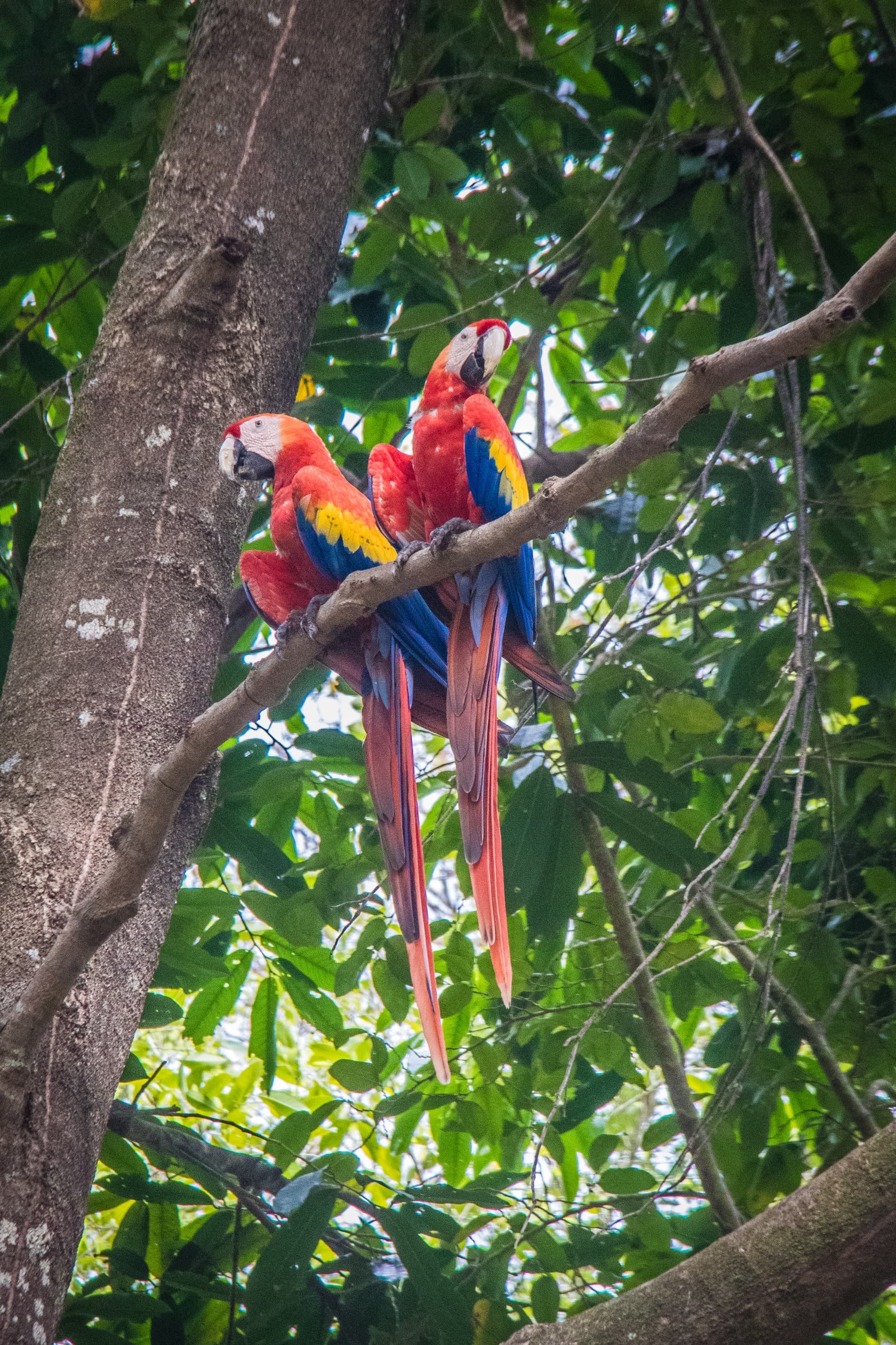 Copan, Honduras