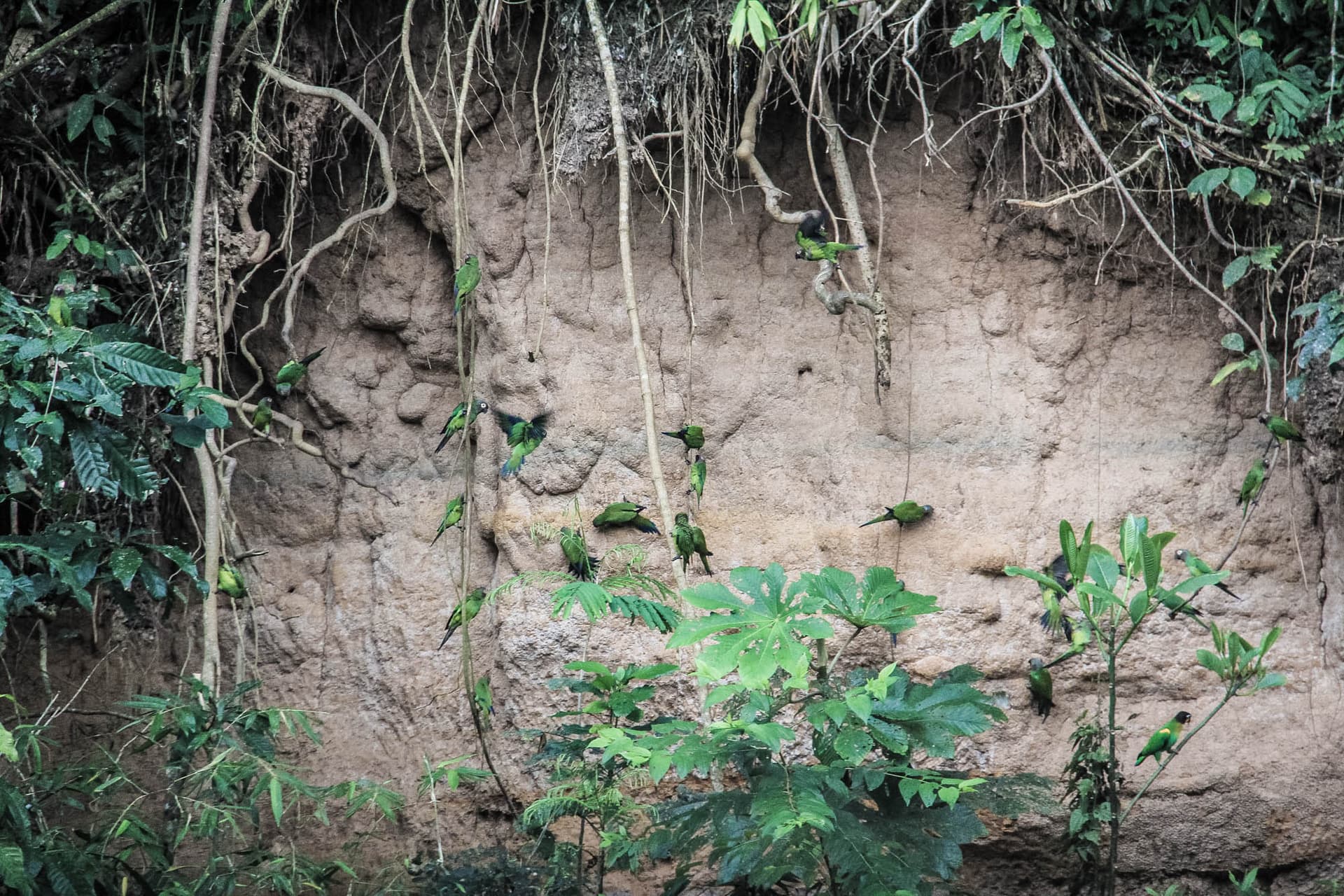 The Peruvian Amazon