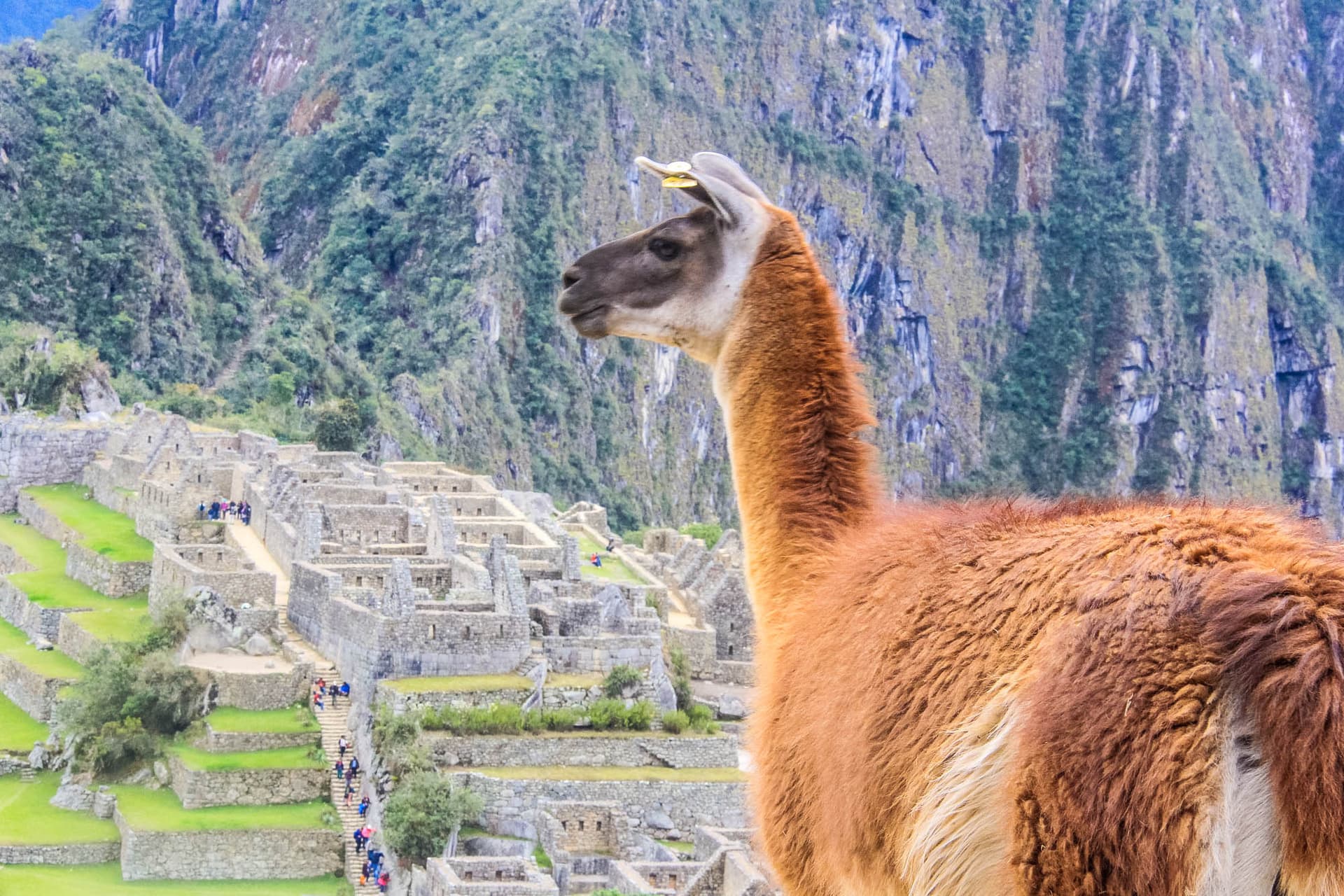 Incan Trail & Machu Picchu