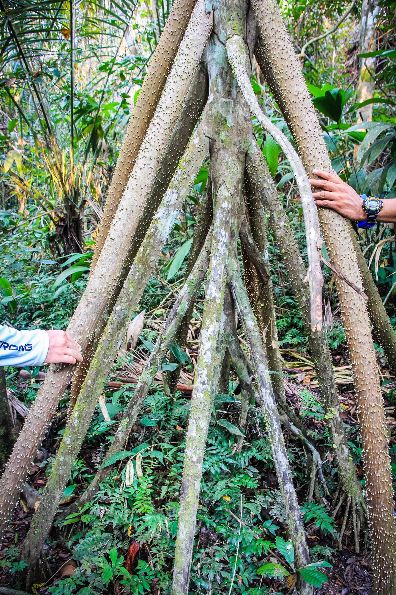 The Peruvian Amazon
