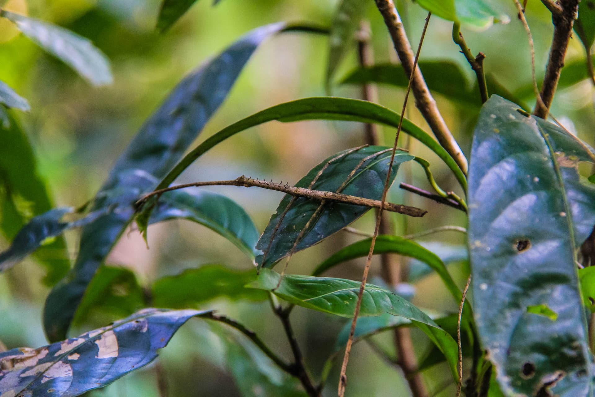 The Peruvian Amazon