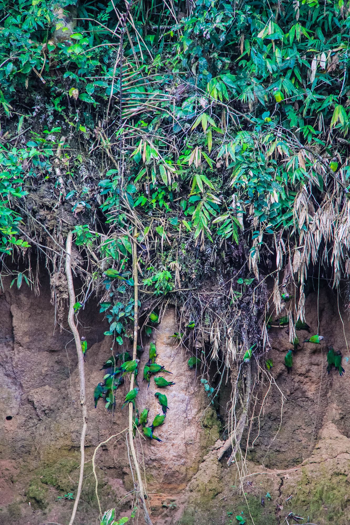 The Peruvian Amazon
