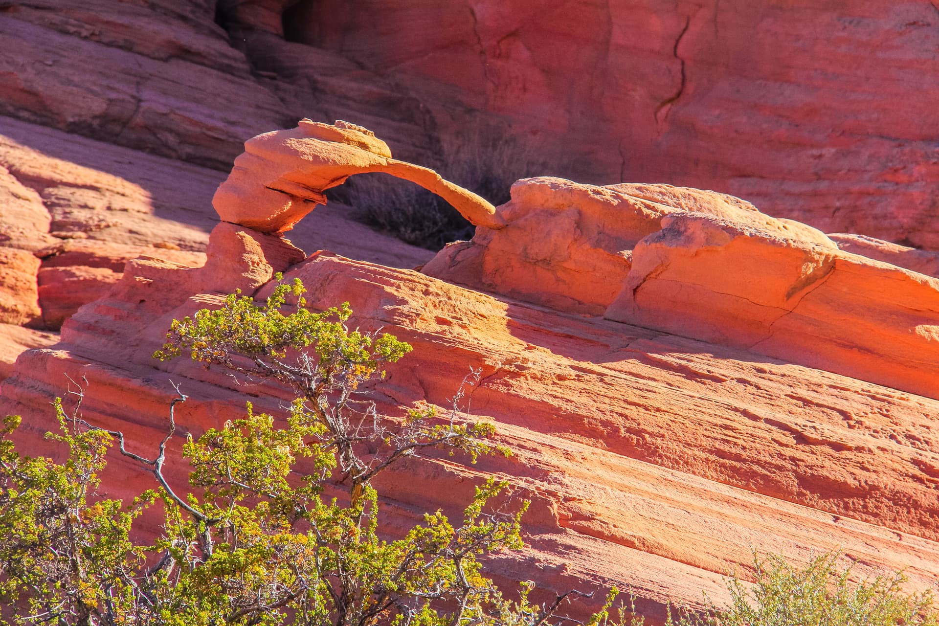 Arizona