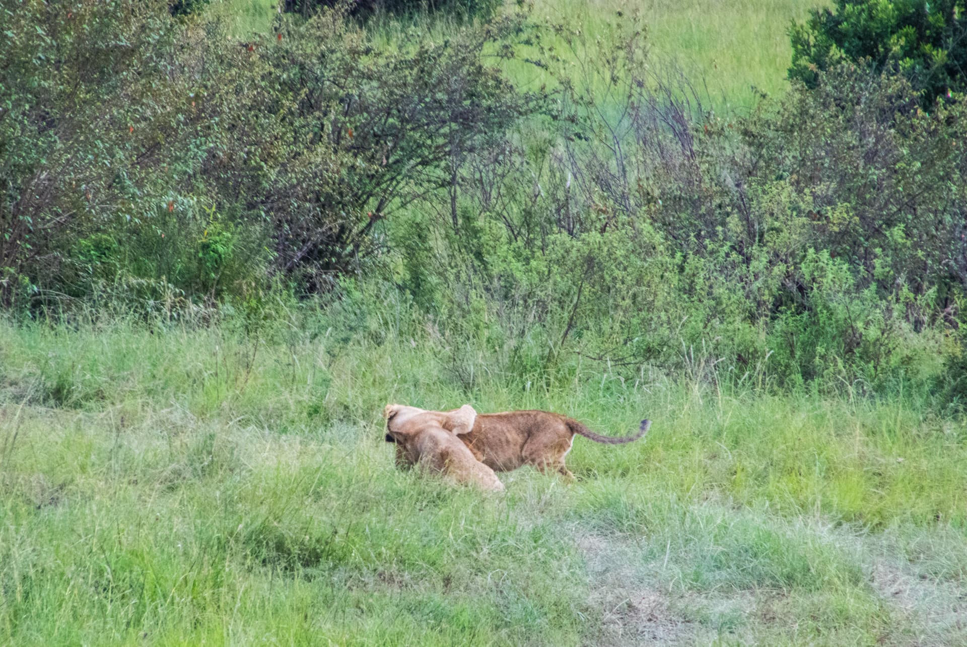 Maasai Mara Kenya