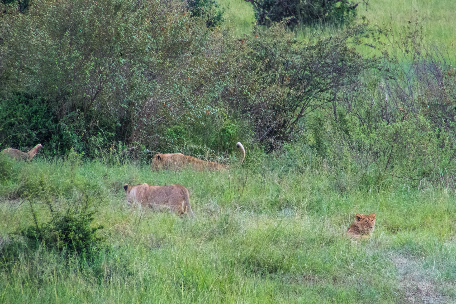 Maasai Mara Kenya