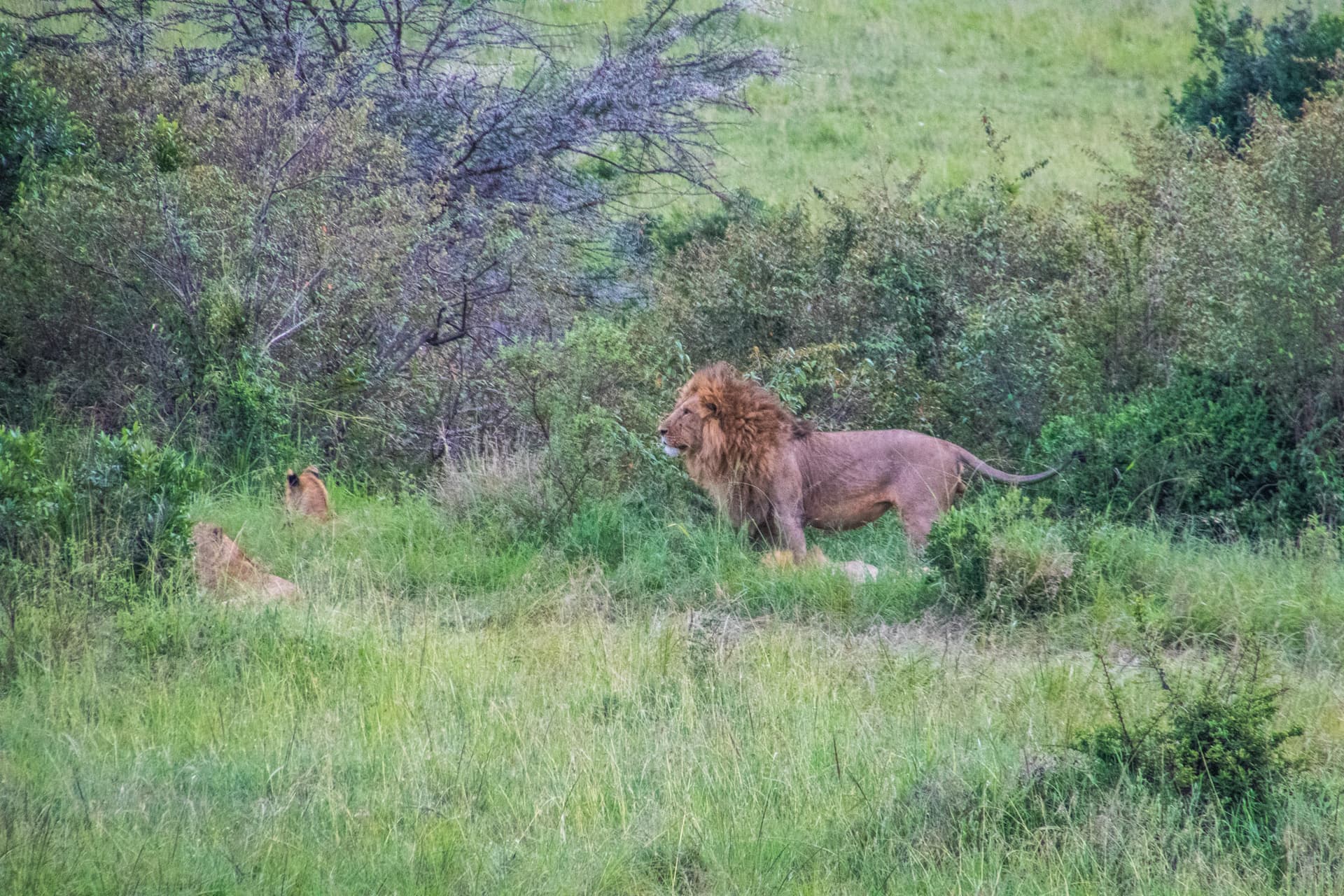 Maasai Mara Kenya