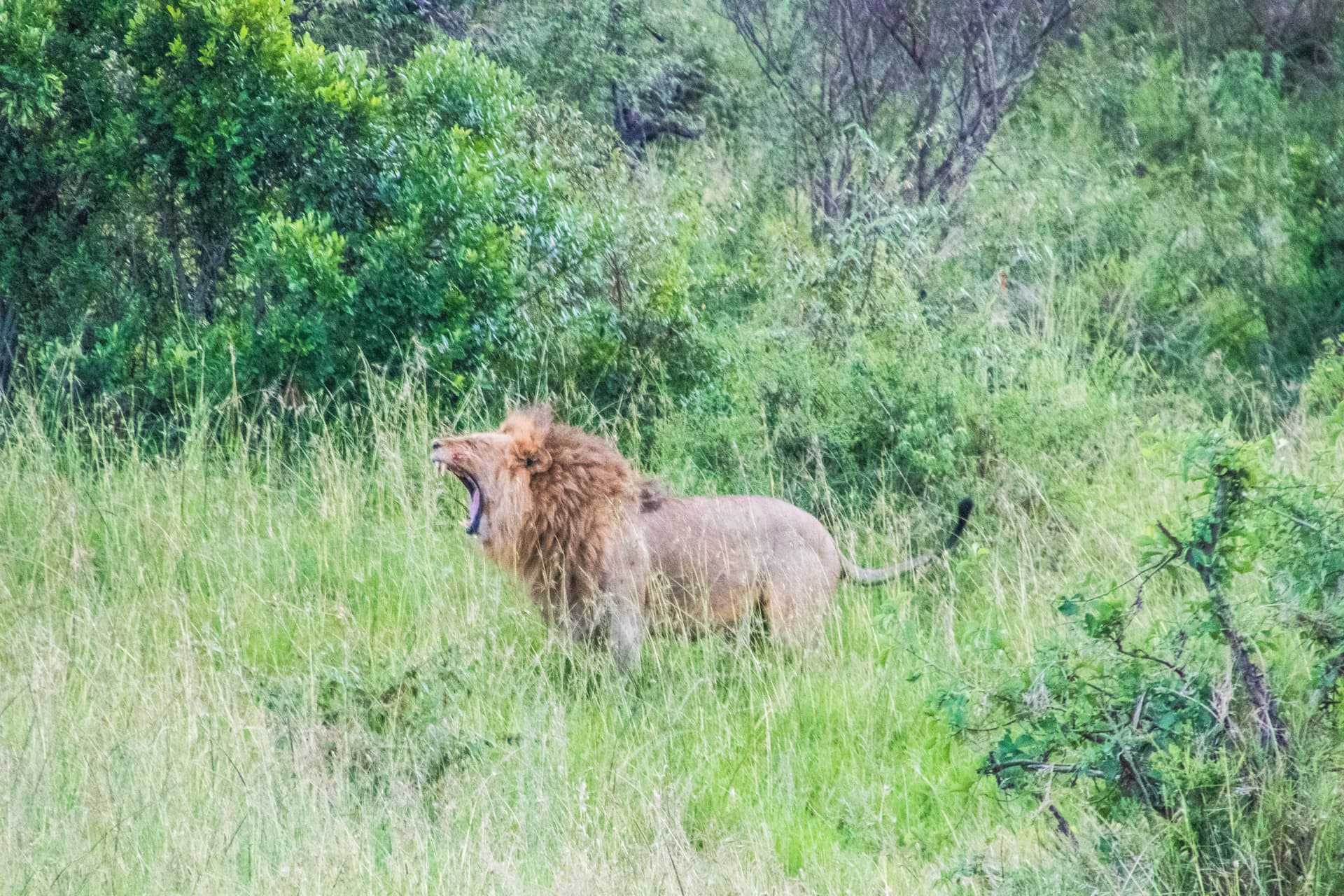Maasai Mara Kenya