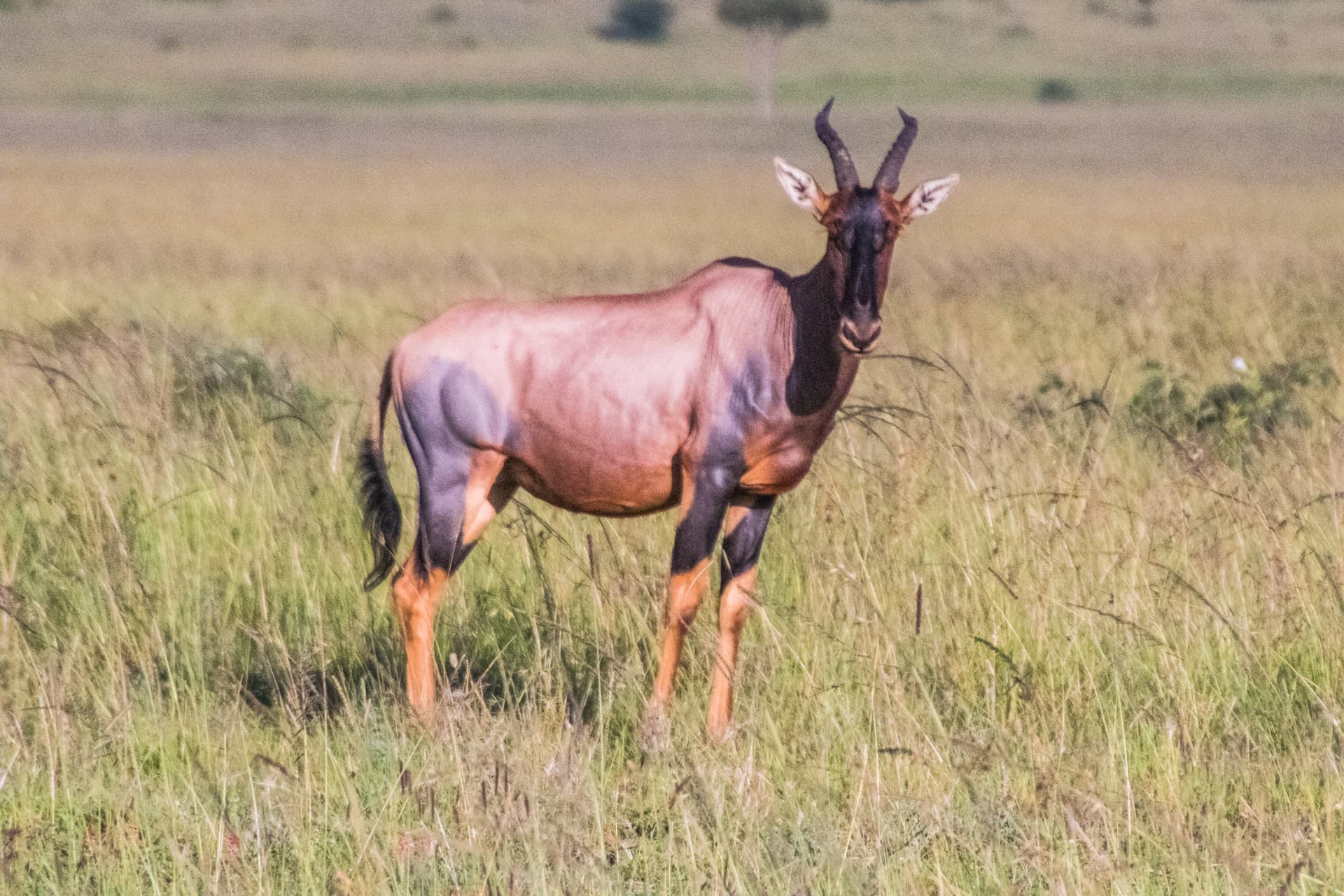 Maasai Mara Kenya