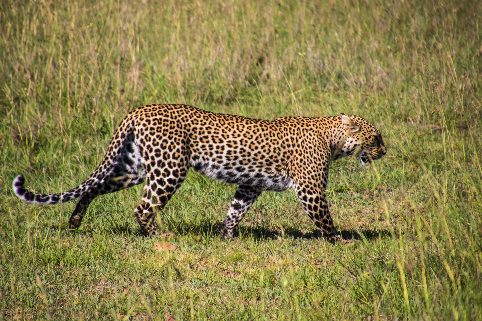 Maasai Mara Kenya