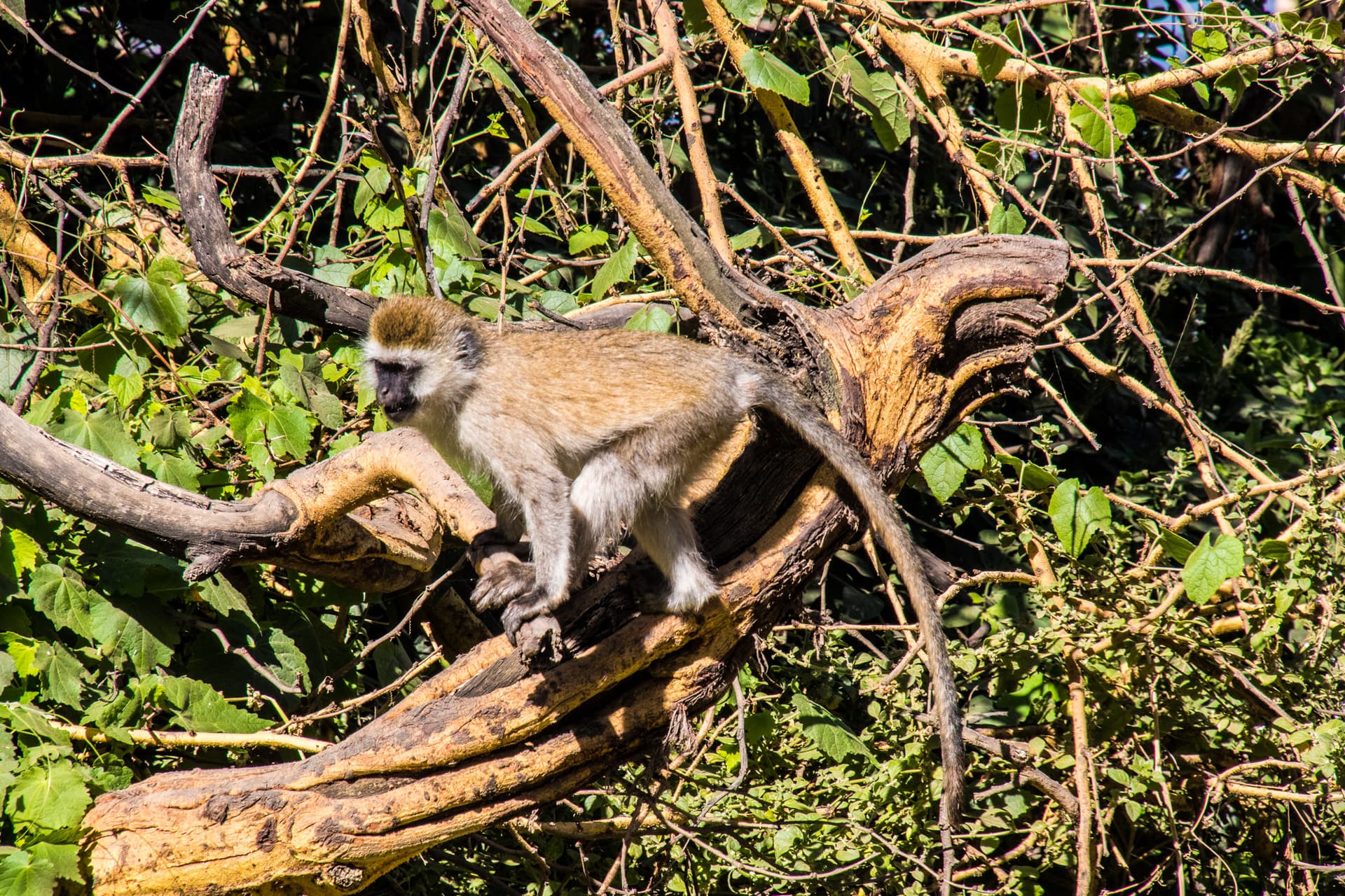 Lake Nakuru Kenya
