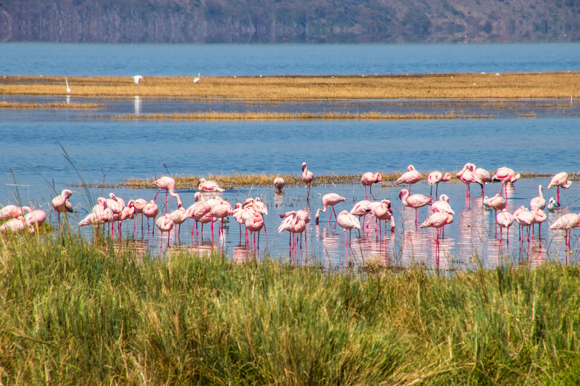 Lake Nakuru Kenya